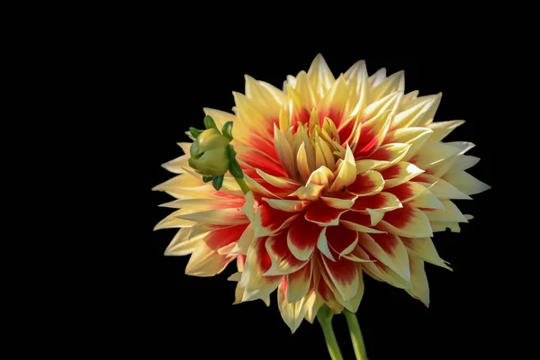 Close View Yellow Dahlia Flower Black Background — Stock Photo, Image