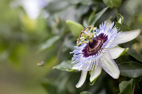 Passiflora, known also as the passion flowers or passion vines close up shot.
