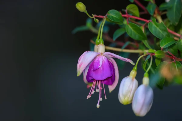 Närbild Fuchsia Blomma Mörk Bakgrund — Stockfoto
