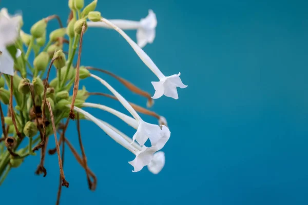 Vue Rapprochée Des Fleurs Nicotiana Sylvestris Mise Point Sélective — Photo