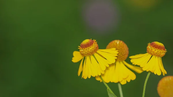 Genç Koni Çiçeklerinin Yakın Görüntüsü Seçici Odaklanma — Stok fotoğraf