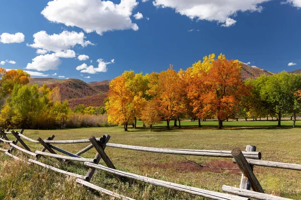 Utah Taki Wasatch Dağ Parkında Parlak Sonbahar Ağaçları — Stok fotoğraf