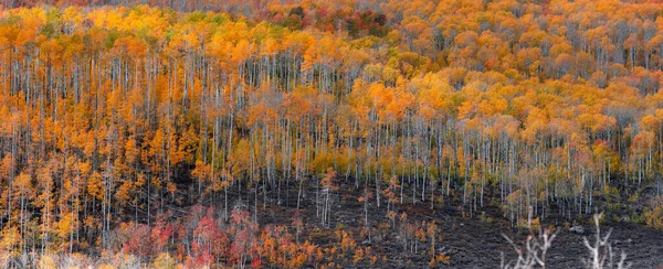 犹他州瓦萨奇山地州立公园落叶全景 — 图库照片