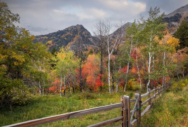 Utah 'taki Timpanogos Dağı' nın Alp döngüsü boyunca renkli ağaçlık alanlar..