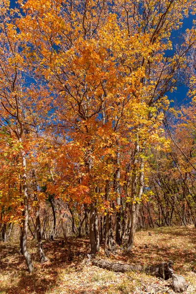 Bright Colorful Maple Trees Wasatch Mountains Utah — Stock Photo, Image