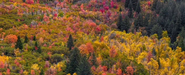 Utah Taki Timpanogos Dağı Ndaki Renkli Sonbahar Yeşilliklerinin Panoramik Manzarası — Stok fotoğraf