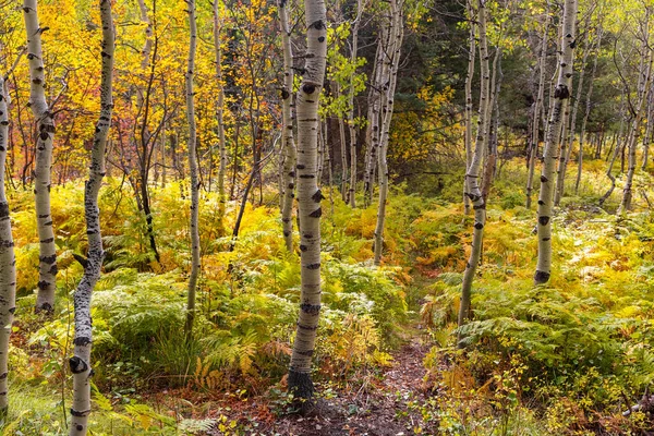 ユタ州のワサッチ山の森のカラフルな紅葉 選択的なフォーカスでシルバー白樺の木 — ストック写真