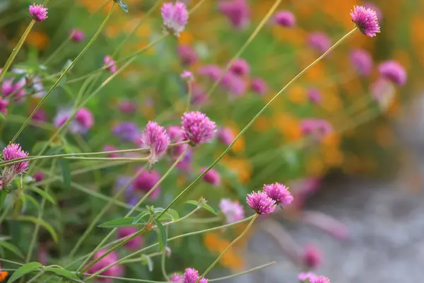 Bahçedeki Dünya Çiçekleri Seçici Odak — Stok fotoğraf