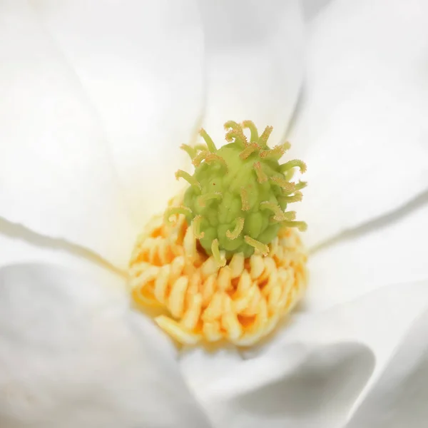 Vista Ravvicinata Estrema Dei Dettagli Floreali Della Magnolia Meridionale — Foto Stock