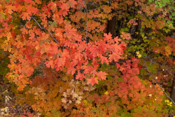 Vue Rapprochée Branche Rouge Vif Érable Mise Point Sélective — Photo