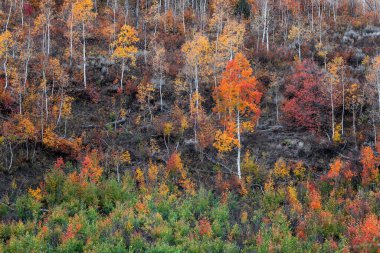Utah 'ta sonbahar mevsiminde dağ yamaçlarında renkli parlak Aspen ağacı.
