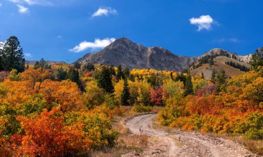 Scenic landscape of Snow basin recreation area, with colorful fall foliage in foreground and Mt Ogden peak in the background. clipart