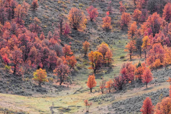 Árboles Rojos Otoño Ladera Montaña Utah —  Fotos de Stock