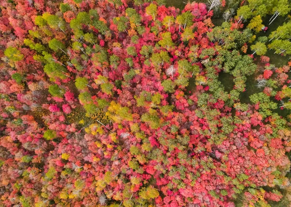 Вид Сверху Высоты Птичьего Полета Цветущую Осеннюю Листву Горах Васатч — стоковое фото