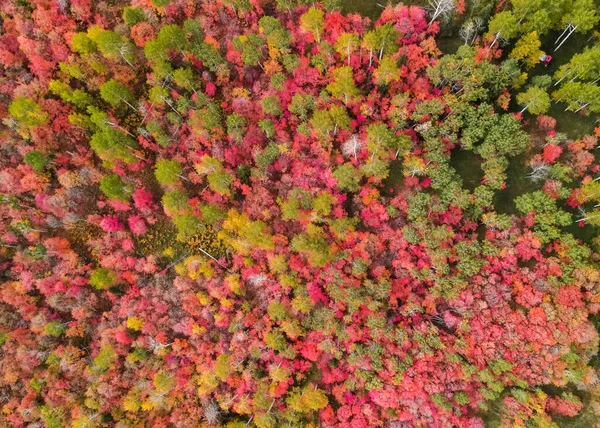 Vue Aérienne Haut Vers Bas Feuillage Automne Coloré Dans Les — Photo