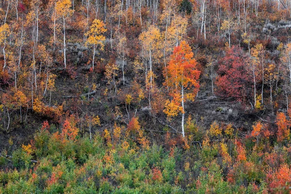 秋天来临时犹他州山坡上的五彩缤纷的杨树 — 图库照片