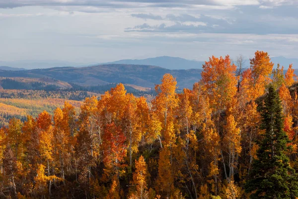 Kolorowe Drzewa Aspen Czasie Jesieni Monte Christo Wychodzą Utah — Zdjęcie stockowe