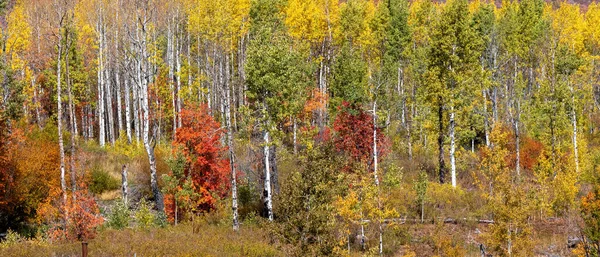 ユタ州のオグデン渓谷 スノー盆地リゾートでカラフルな紅葉のパノラマビュー — ストック写真