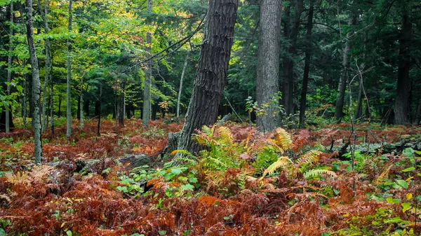 Tall Conifer Tree Colorful Fern Plants Black River National Forest — Stock Photo, Image