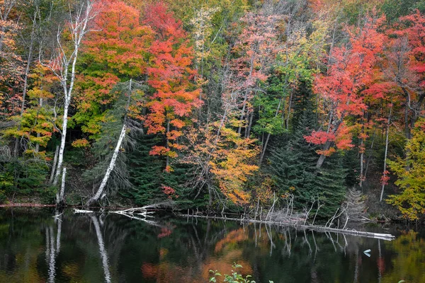 Árvores Outono Coloridas Longo Rio Morto Península Superior Michigan — Fotografia de Stock