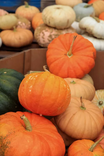 Close Zicht Verse Oogst Van Diverse Pompoenen Herfst — Stockfoto