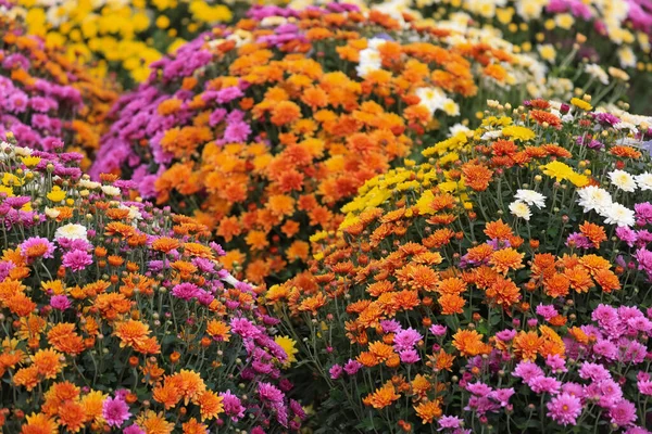 Крупним Планом Вид Яскравих Барвистих Квітів Прикраса Осіннього Часу Вибірковий — стокове фото