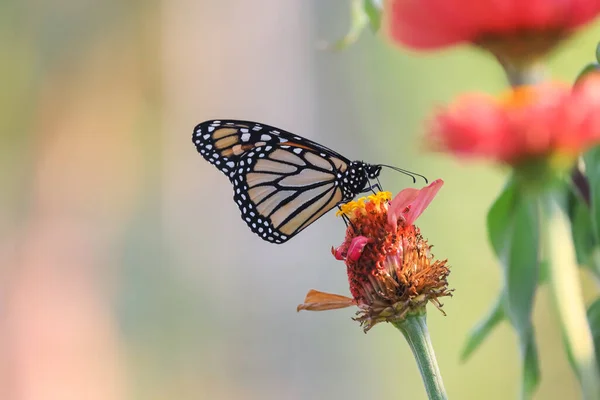 Close Uitzicht Van Monarch Vlinder Een Madeliefje Bloem Verzamelen Stuifmeel — Stockfoto