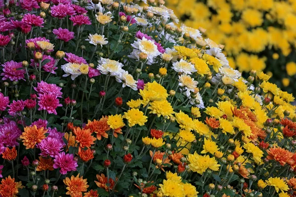 Vista Cerca Flores Colores Brillantes Decoración Otoño Enfoque Selectivo — Foto de Stock