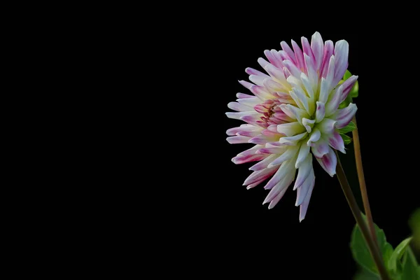 Siyah Arkaplanda Izole Edilmiş Pembe Dahlia Çiçeğinin Yakın Görüntüsü — Stok fotoğraf