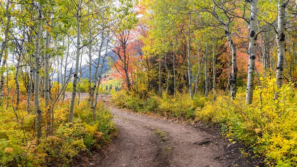 Kolorowe Jesienne Drzewa Przy Malowniczej Drodze Górach Timpanogos Stanie Utah — Zdjęcie stockowe