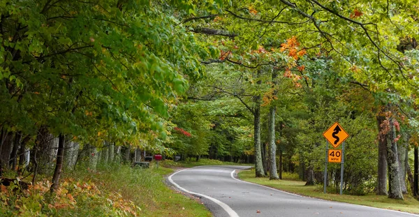 Panoramiczny Widok Wysokie Bujne Zielone Drzewa Wczesnej Jesieni Czasu Wzdłuż — Zdjęcie stockowe