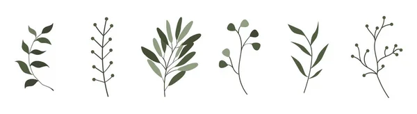 Set di elementi botanici, foglie, fiori, rami. Grafica vettoriale stilizzata. — Vettoriale Stock