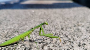 Yetişkin bir peygamber devesinin bitki üzerindeki makro mercek görüntüsü. Görüntü bileşik göz, ağız parçaları ve antenin yanı sıra güçlü kol parçalarını gösteriyor.