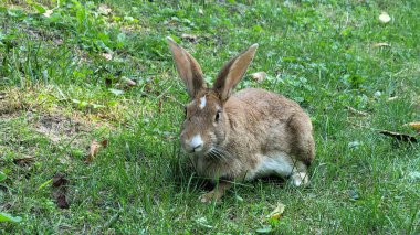 Yeşil çimlerde kırmızı tavşan. Vahşi tavşan dışarıda. Küçük tavşancık. Ağzı açık tavşan esniyor. Paskalya tavşanı.