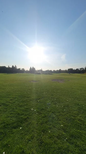 Geniş bir tarla, yeşil buğday filizleriyle yaz aylarında mavi gökyüzünün arka planında