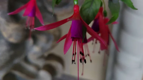 Beau Rempli Fuchsia Violet Rouge Dans Jardin Gros Plan Fuchsias — Photo