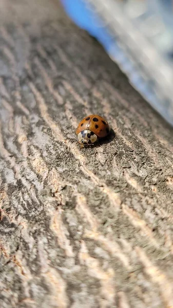 Ladybug Crawling Trunk Tree — Stock Photo, Image