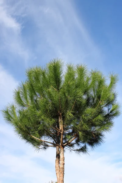 Maritieme pijnboom — Stockfoto