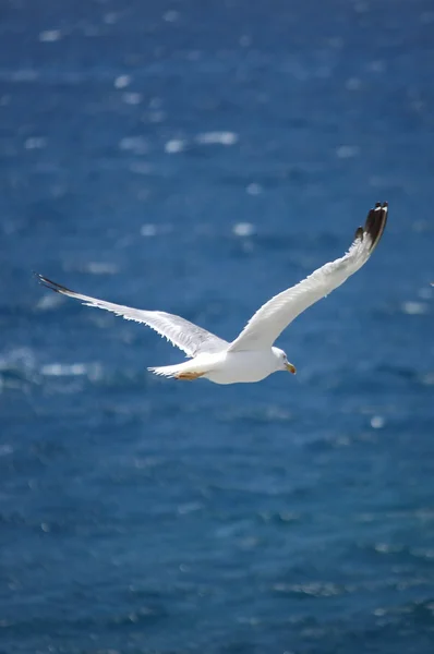 Gaviota volando — Foto de Stock