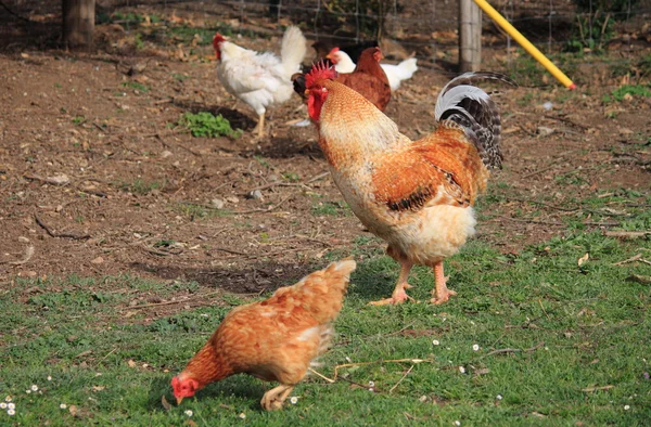 Henhouse — Stock Photo, Image