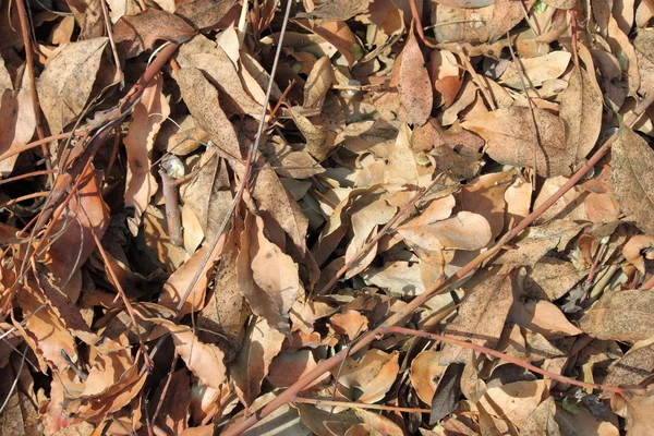 Folhas secas no chão — Fotografia de Stock