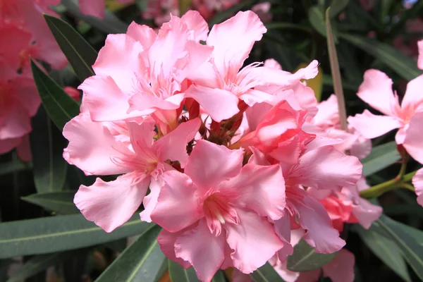 Rosa oleander blomma — Stockfoto