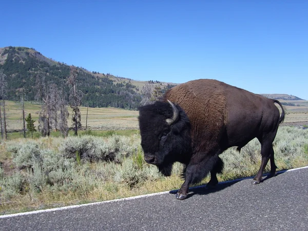 Bison in Yellowstone — Stock Photo, Image