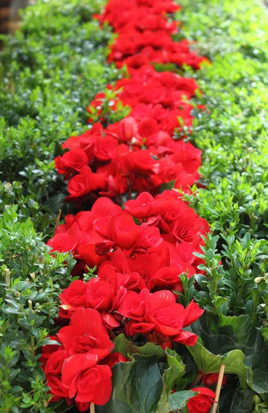 Red cyclamens in row — Stock Photo, Image
