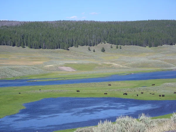 Bisons in Yellowstone — Stock Photo, Image
