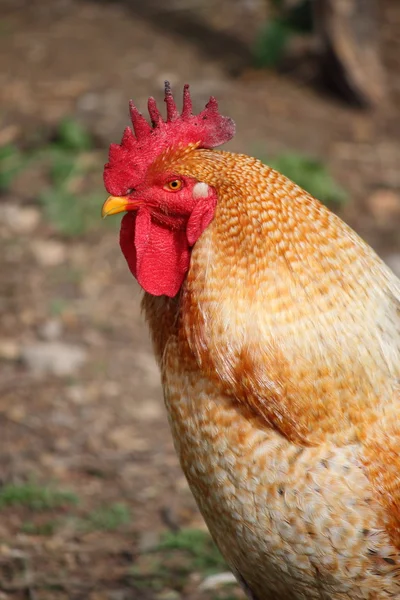 Rooster — Stock Photo, Image