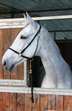 Beyaz bir atın portresi