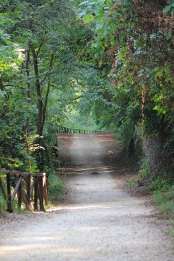 Orman yolu