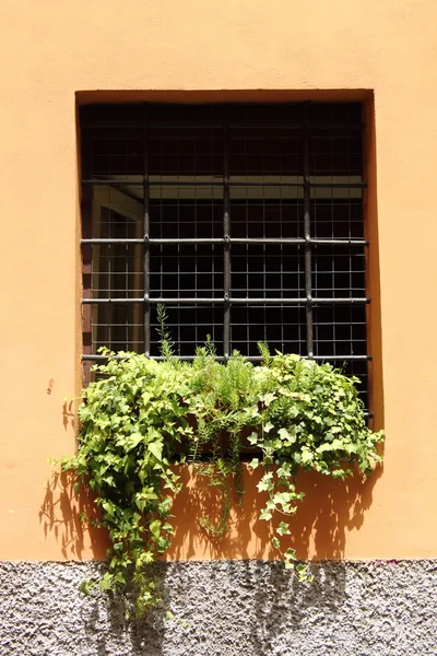 Fönster med blommor och riv — Stockfoto