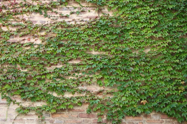 Folhas de hera verdes em uma parede — Fotografia de Stock